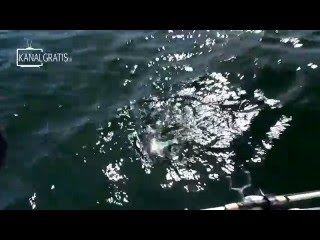 Rapala Pro Guide  Cod Fishing in the Stockholm Archipelago [upl. by Pedrotti816]