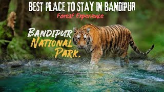 Bandipur Forest Resort Stay Details  Bandipur Tiger Reserve  A thrilling experience [upl. by Lay949]