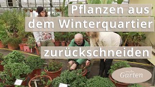 Rückschnitt von Fuchsien Wandelröschen Pelargonien und Zitrusgewächsen  MDR Garten [upl. by Bois580]