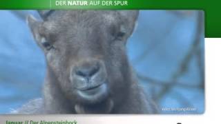 Der Alpensteinbock [upl. by Kcira674]