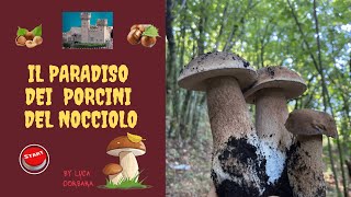 Porcini del Nocciolo e castagneto selvaticoBombe e bombette divertimento a 1000 lucacorbarafunghi [upl. by Harris]