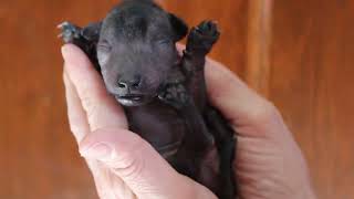 Tezontle Male Toy Xoloitzcuintle FCM Register RESERVED [upl. by Nyrmak]