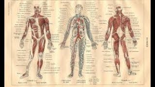 Généralités sur module d ANATOMIE 1ère année medecine [upl. by Valdis]