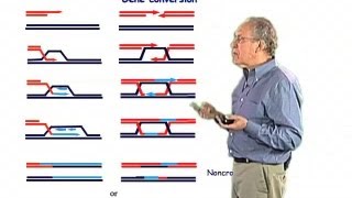 Gene conversion  Jim Haber Brandeis [upl. by Sitto557]