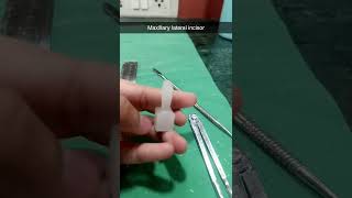 Maxillary lateral incisor bds dr medical youtube [upl. by Ronn]