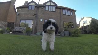 Almost fully grown Cavapoos playing in the garden [upl. by Bowman814]