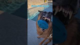 Fugg their whole day up German Shepherd GSD 👈😏🐶new shorts ytshorts viral viralshorts [upl. by Alikat]