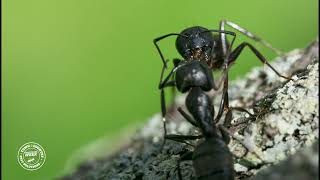 Carpenter Ant Week  Trophallaxis [upl. by Kerri403]