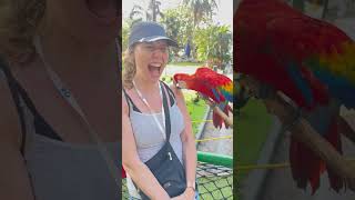 Scarlet Macaw Bites Person in Arm While Posing for Photo  1491281 [upl. by Ahseiyt809]