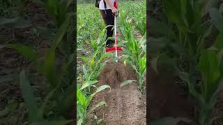 Electric scarifier  weed cutter [upl. by Carol-Jean]