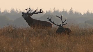 Wild spotten Veluwe  Burlende Edelherten 09 2021  dus Niet 2019 [upl. by Groome426]