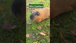 cochondinde mignons capibara animauxmignons animals animauxdomestiques 🥰🍂 [upl. by Bowne104]