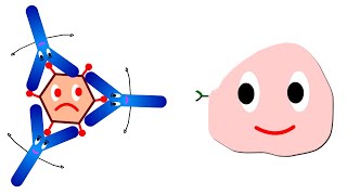 Functions of antibodies Antibody functions [upl. by Leahcimauhsoj129]