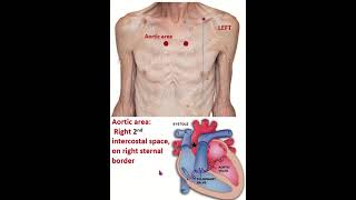 Surface anatomy of Aortic mitral pulmonary amp tricuspid area of heart shorts heart medzcool [upl. by Tannenbaum748]