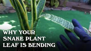 Why your snake plant leaf is blending [upl. by Rramed]