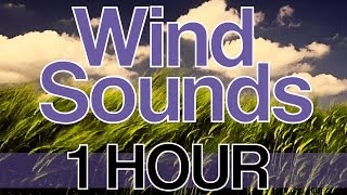 Relaxing Wind Sounds 1 Hour HD 1080p Natural Sounds without Music quotWind Noisequot [upl. by Akemihs]