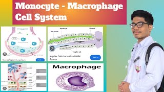 MonocyteMacrophage System  Reticuloendothelial System [upl. by Mauve]