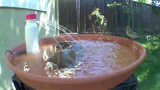 Lesser Goldfinches drinking out the yogurt bottle bird bath [upl. by Fleck649]