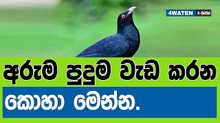 අරුම පුදුම වැඩ කරන කොහා මෙන්න  Wonderful Koel Bird and New Year 2019 [upl. by Colner]