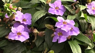 Growing Skyflower Thunbergia laurifolia [upl. by Llewsor]