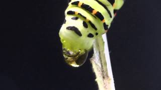 Caterpillar of Common Yellow Swallowtail Running Off キアゲハ終齢幼虫の下痢便 [upl. by Fokos]