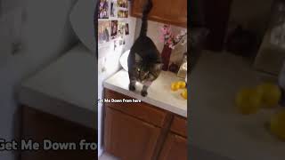 One Eyed Cat with Glowing Eye Jumping off the Fridge 😸👁️ [upl. by Gareth320]