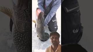 Ice fishing fishing fish icefishing ice bigpike everyone shorts viralvideo viralshorts fsh [upl. by Nomolos]