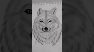 Wolf 🐺youtubeshort art drawing sketch wolfsong [upl. by Gurolinick373]