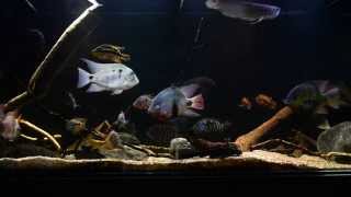 Monster Central American Cichlid Update 1062015 [upl. by Zetnod608]