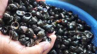 How To Cook And Eat Fresh Periwinkles Sea Snails  Khmer Eat Fresh Kjao In Lowell Massachusetts [upl. by Fogg869]