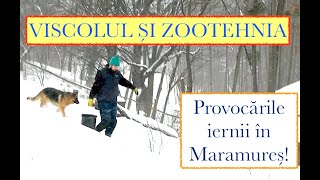 ZOOTEHNIA ȘI VISCOLUL Provocările iernii și îndârjirea de fermier OrășeanLaȚară [upl. by Litton28]