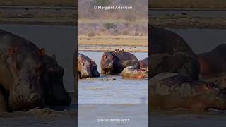 Help for Hippos from Little Birds  Oxpeckers 🐦🦛 [upl. by Tullus461]