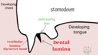 Development of Tooth  Part 1 Morphological stages dental lamina [upl. by Steven]