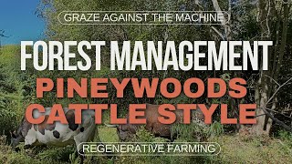 Our Pineywoods Cattle have transformed 15 acres of impenetrable thorny land into a flourishing area [upl. by Legim]