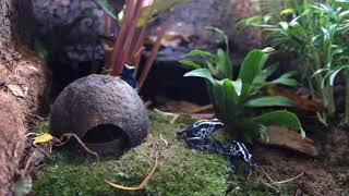 dendrobates tinctorius oyapock dartfrog feeding [upl. by Ettedo]