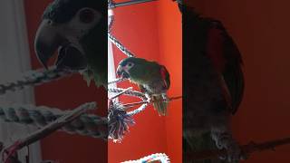 🤣 Hip little hahns macaw tells me to step up then digs crazy jazz jam 🎶🎵 hansmacaw [upl. by Latsyrc]