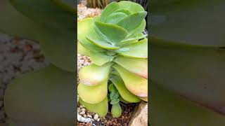 Suculenta orelha de elefante kalanchoe tetraphyllashortvideo [upl. by Notsruht87]