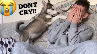 Husky Puppies Cute Reaction To Me Crying Prank WITH CAPTIONS BEST REACTION EVER [upl. by Wilone388]