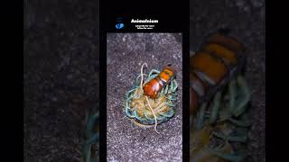 How many legs on this video scolopendra animals funnyvideo shorts fyp viralvideo [upl. by Nalor]