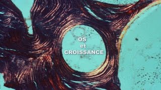 Os et Croissance  POM Bio à croquer [upl. by Lyckman]