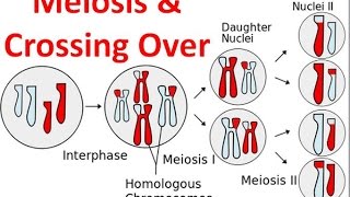 Meiosis amp Crossing Over [upl. by Phillips]