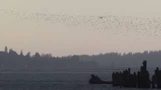 Dunlin distant murmuration Nov 14 2024 Jensen access Fir Island Wash [upl. by Ecnahoy288]