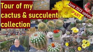 Tour of my Cactus amp Succulent Plant Collection June 23 PART 1 cacti cactuscollection cactus [upl. by Ayerf]