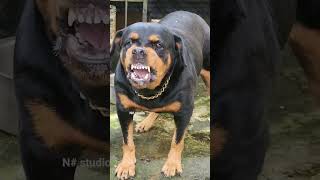 barking rottweiler dogsgrowling rottweiler dogsRottweilers guard dogshowling rottweiler dogs [upl. by Adnirem]