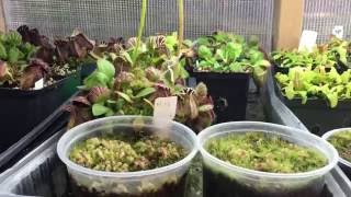 HOW I GREW MY CEPHALOTUS FROM SEED TIPS FOR GERMINATION 1080p [upl. by Ayanahs20]