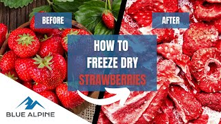 Freeze Drying Strawberries with Blue Alpine Freeze Dryers Preserving the flavor for 25 years [upl. by Allayne272]