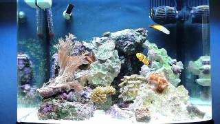 Biocube 14 Reef Update 9411 [upl. by Yeldah]