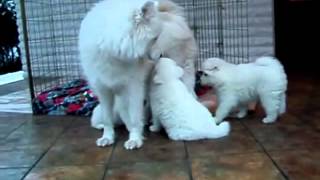 Cachorros de Samoyedo con 6 semanas Samoyed Samojede Samoyède [upl. by Bunting887]