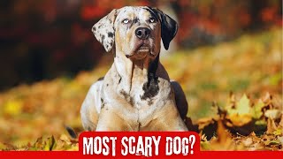 Catahoula Leopard Dog  In 2 Minutes Most Energetic versatile intelligent amp colorful dog [upl. by Nellda]