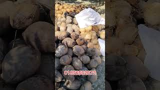 নারিকেলআড়ৎ agriculture farming নারিকেলদাম fruit নারিকেলনাড়ু নারিকেলতেল coconut ঝাড়ু [upl. by Karylin]